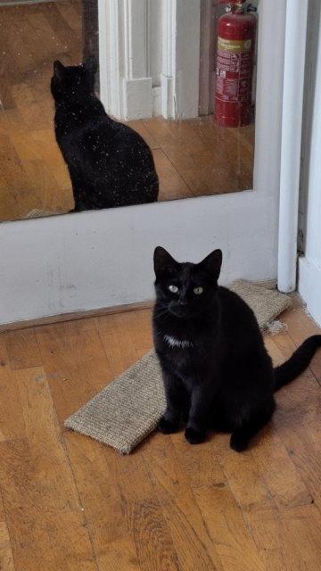 Poes Lúthien, zwart met een klein wit streepje onder haar kop, zit op een houten vloer en kijkt in de camera, haar linker achterpoot is wat naar buiten gedraaid. Achter haar is een spiegel, waardoor we haar van twee kanten zien. Poes Lúthien, zwart met een klein wit streepje onder haar kop, zit op een houten vloer en kijkt in de camera, haar linker achterpoot is wat naar buiten gedraaid. Achter haar is een spiegel, waardoor we haar van twee kanten zien.