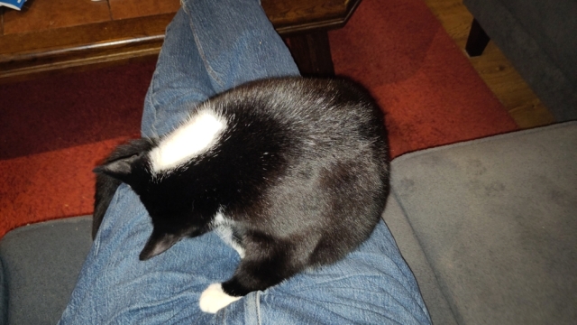 Zwart-witte poes Melian zit zich op schoot te wassen Zwart-witte poes Melian zit zich op schoot te wassen