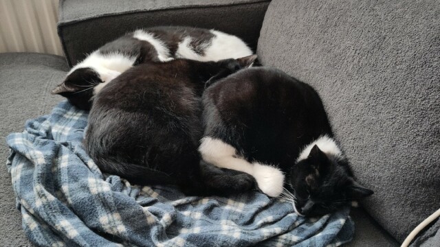  Drie katten liggen stijf tegen elkaar te slapen
