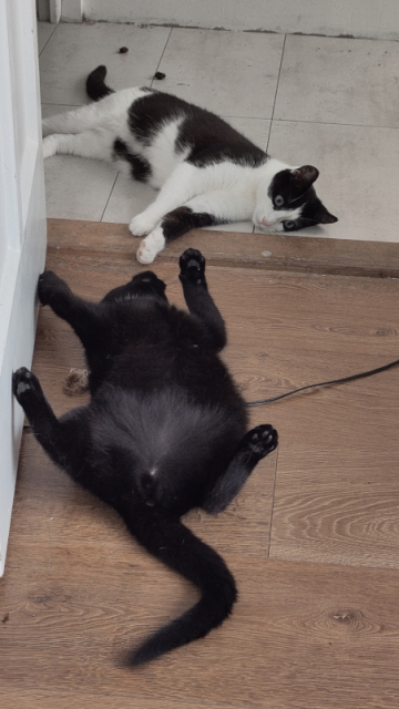 Tux en Lúthien aan het spelen