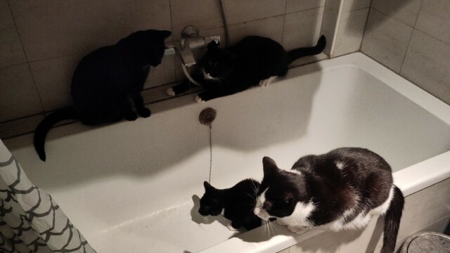 Bath tub with four cats 