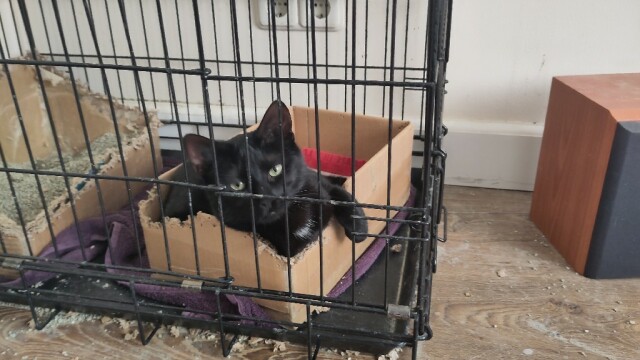  Zwarte kat in een kartonnen doosje, in een kooi. Pootje over de rand en een verveelde blik in de ogen.