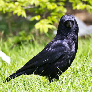 Crowjane