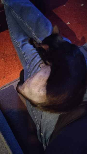 Lúthien ligt op mijn schoot te slapen, haar kaalgeschoren achterpoot is goed te zien. Van de enorme hechting is maar een klein stukje te zien.