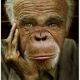 BEAUBOBO BONOBO
