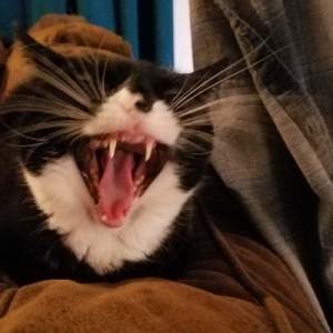 Christy Marx Rambling Writer