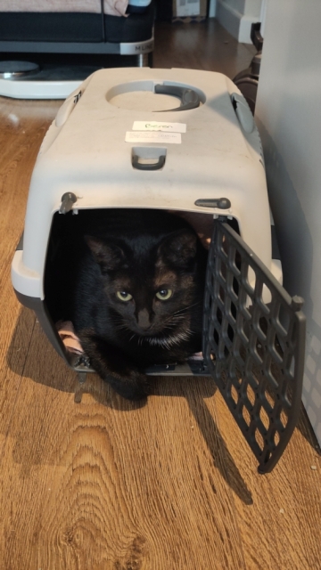 Zwarte poes ligt in een reiskooitje.