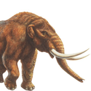 Mammut