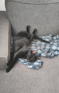 luthien_uitgestrekt_1.webp