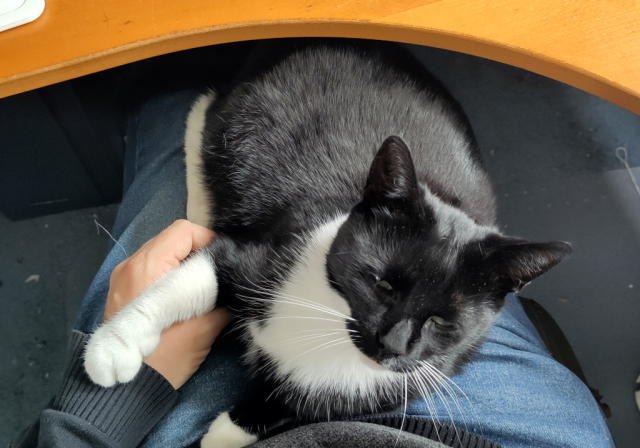 Zwart-witte poes ligt op mijn schoot, haar rechter voorpoot over mijn linkerhand. Ze kijkt slaperig in de camera.