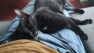 lúthien_op_schoot-2.webp