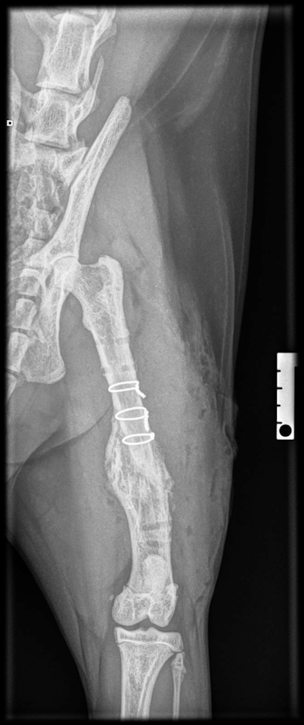 Röntgenfoto van de zelfde poot, direct na de operatie: alleen de 3 metalen ringetje zitten er nog om.