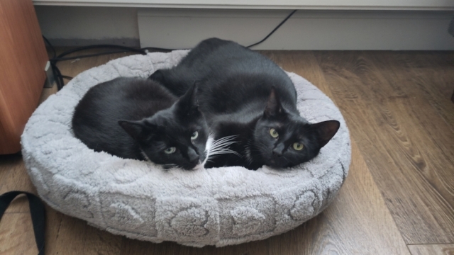 Two cats lie in a cat bed, heads on the rim and sleepily staring into the camera.