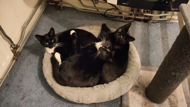 Three cats together in one cat bed