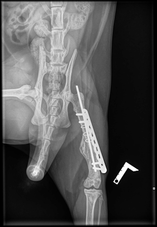 Röntgenfoto: metalen pin steekt een stuk uit het bot, en de schroeven en metalen plaat zitten aan de onderkant los.