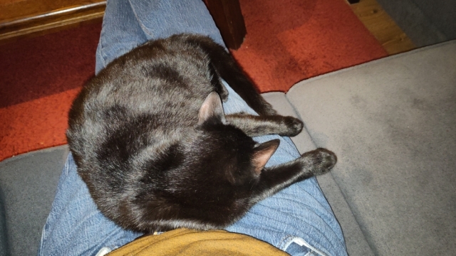 Zelfde zwarte poes Lúthien, grotendeels droog, ligt op schoot. Zelfde zwarte poes Lúthien, grotendeels droog, ligt op schoot.