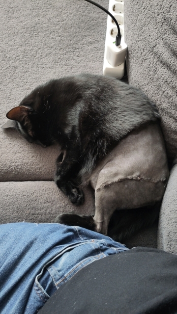 Poes Lúthien ligt opgerold op de bank, tegen mij aan. De lange gehechte wond van de operatie is goed te zien. 