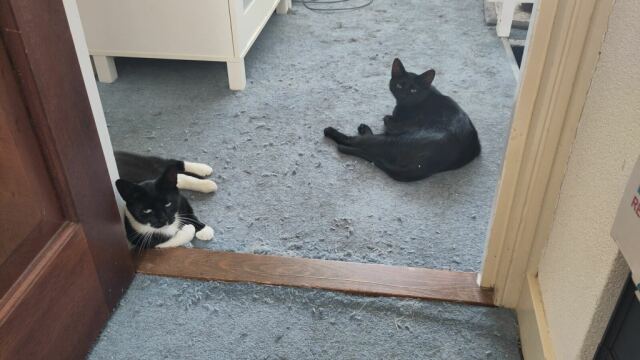 Twee katten liggen op de vloer voor de drempel en kijken slaperig in de camera.