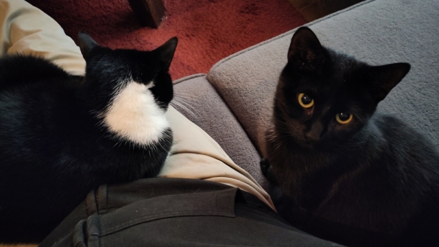 Een kat ligt op schoot, de andere zit ernaast en kijkt in de camera