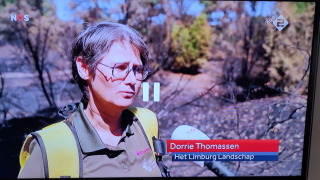 dorrie.webp