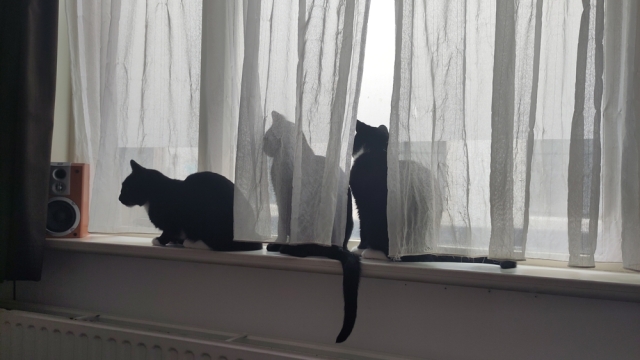 Drie katten zitten op de vensterbank; een voor de vitrage, de andere twee erachter
