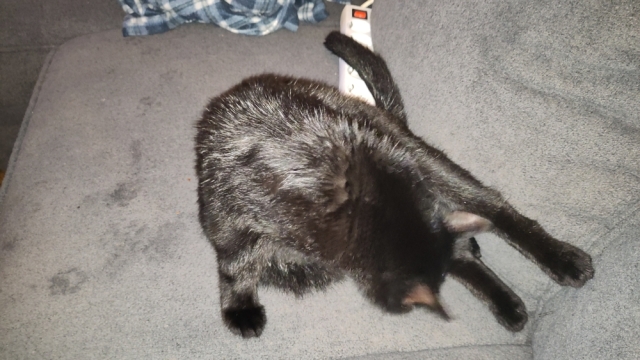 Zwarte poes Lúthien, drijfnat, zit zich op de bank te wassen en droog te likken. Zwarte poes Lúthien, drijfnat, zit zich op de bank te wassen en droog te likken.