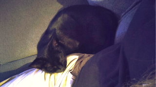 Katten