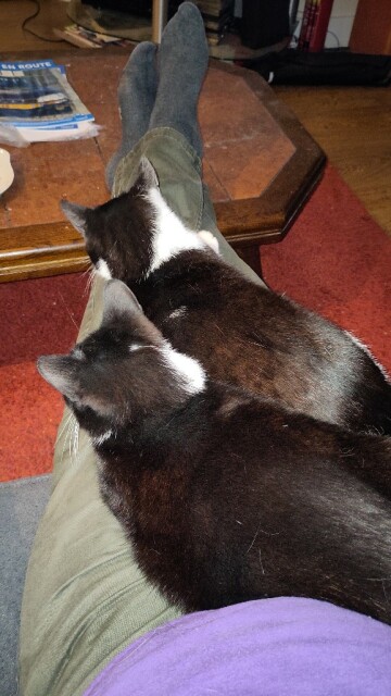 Two black-and-white cats on a man's lap