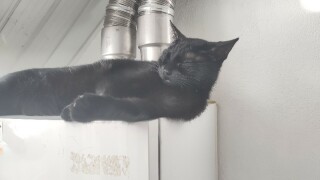 Luthien_cv.jpg