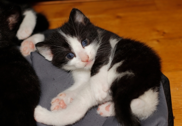 Black and white kitten with blue eyes, looking straight into the camera
