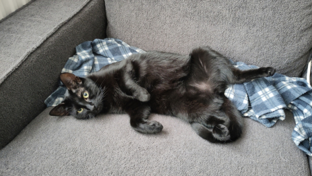 Lúthien twijfelt of ze gaat slapen of nog wat gaat spelen.