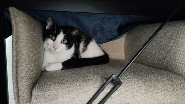 Zwart-witte kat, Tux, ligt met grote ogen op een stoel, onder een tafel.