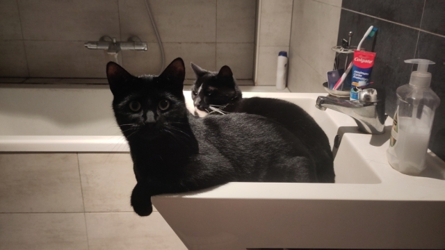 Poes Lúthien ligt in de wasbak, voorpootjes over de rand en kijkend in de camera. Achter haar ligt haar broer Beren.