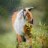 Fox Ritch :fjoxicon: