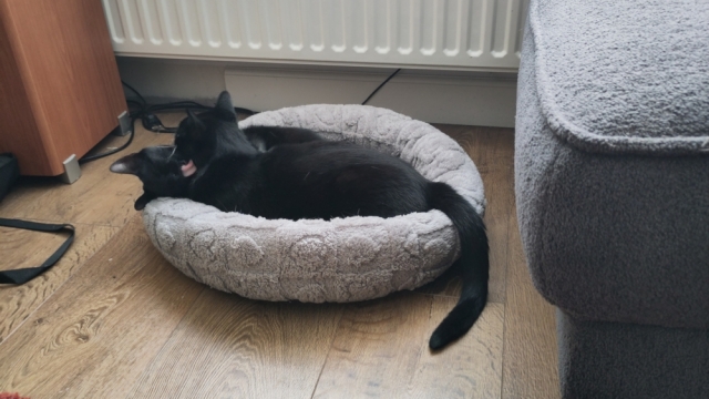 Two cats in a cat bed, one grooming the other.