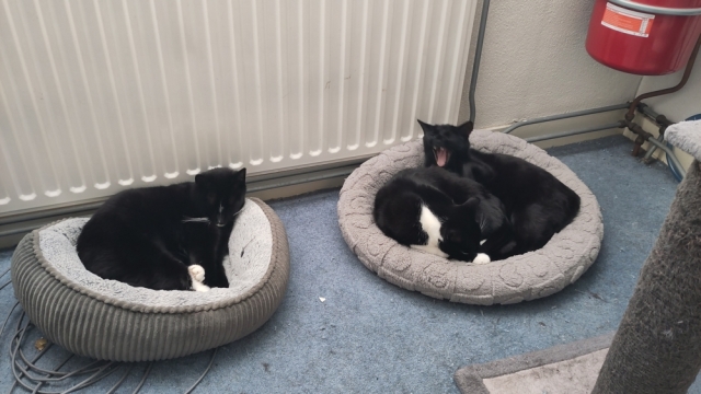Drie katten in twee mandjes: Beren in het kleine mandje links, Melian en Lúthien samen in het grote mandje rechts. Lúthien geeuwt. Drie katten in twee mandjes: Beren in het kleine mandje links, Melian en Lúthien samen in het grote mandje rechts. Lúthien geeuwt.