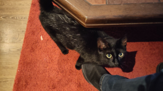 verzopen_kat.webp
