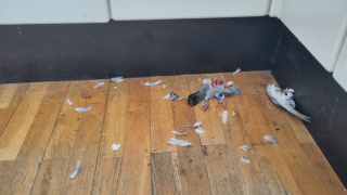Katten