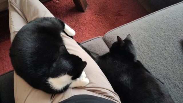Melian ligt op schoot, Lúthien ligt tegen mijn been.