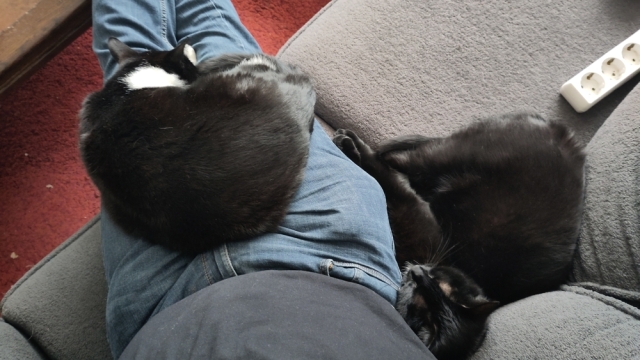  Sitting on the couch, with one cat sleeping on my lap and another tightly pressed against me
